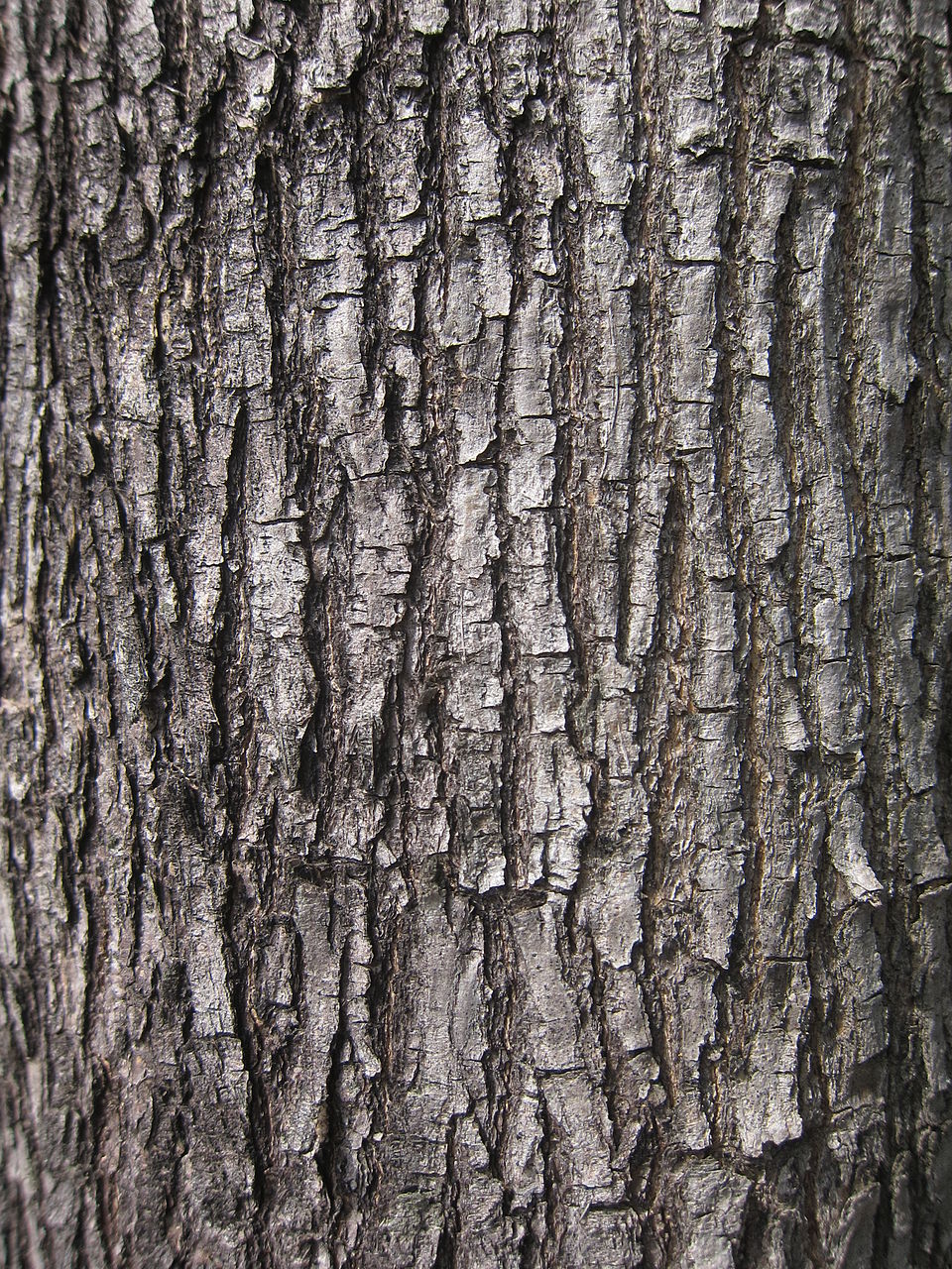 Pterocarpus photo 6