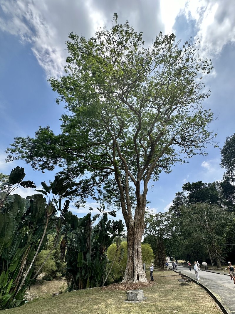 Pterocarpus photo 7