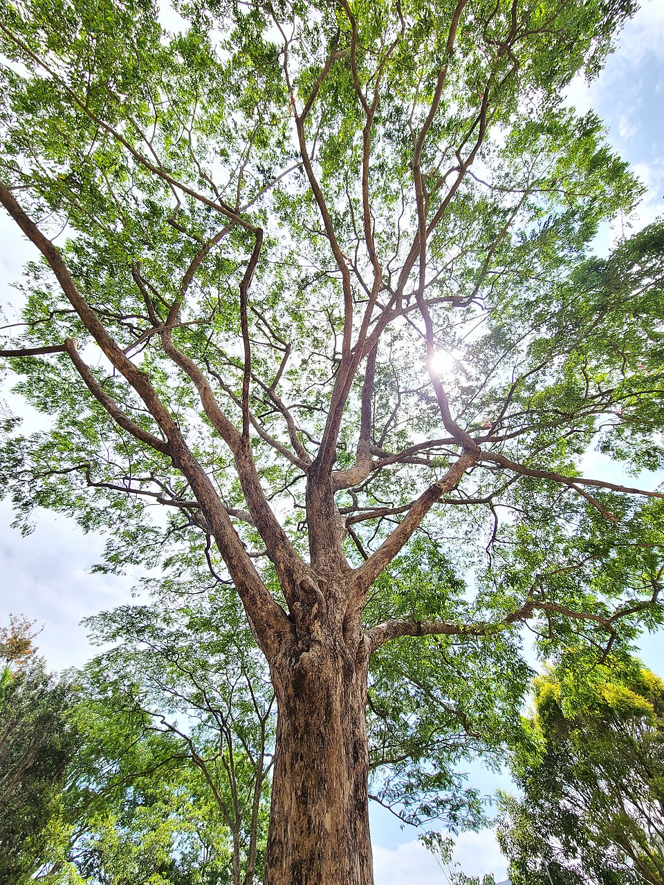 Pterocarpus photo 8
