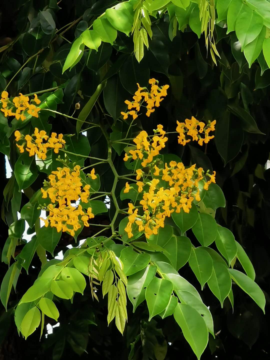 Pterocarpus