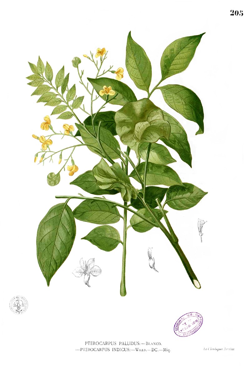 Pterocarpus photo 2