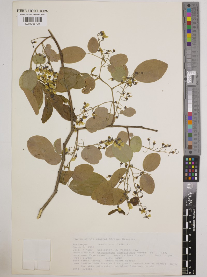 Pterocarpus lucens subsp. lucens