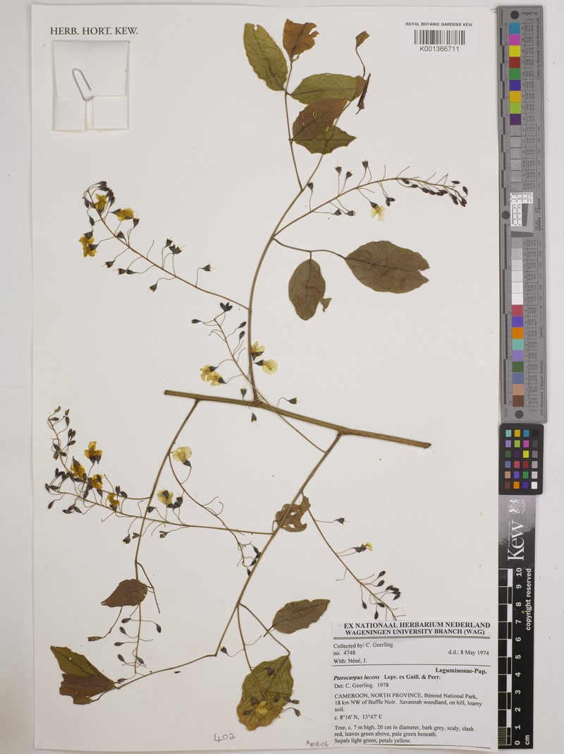 Pterocarpus lucens subsp. lucens photo 2