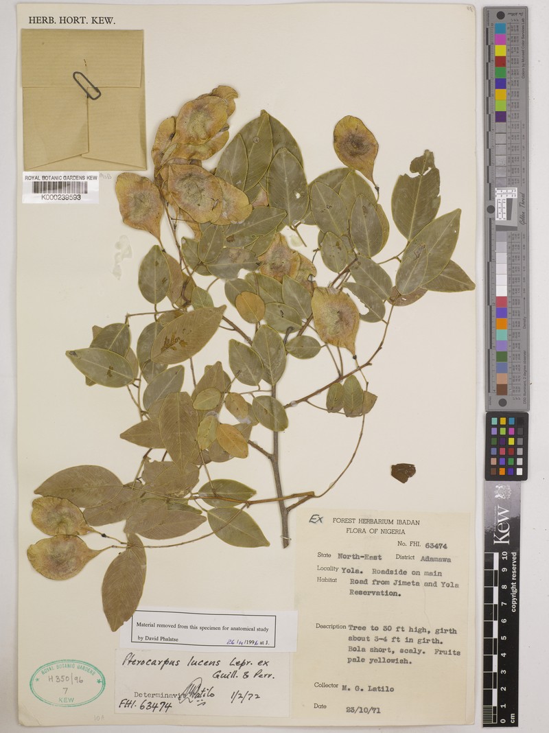 Pterocarpus lucens subsp. lucens photo 3