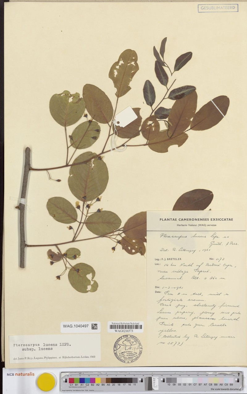 Pterocarpus lucens subsp. lucens photo 4