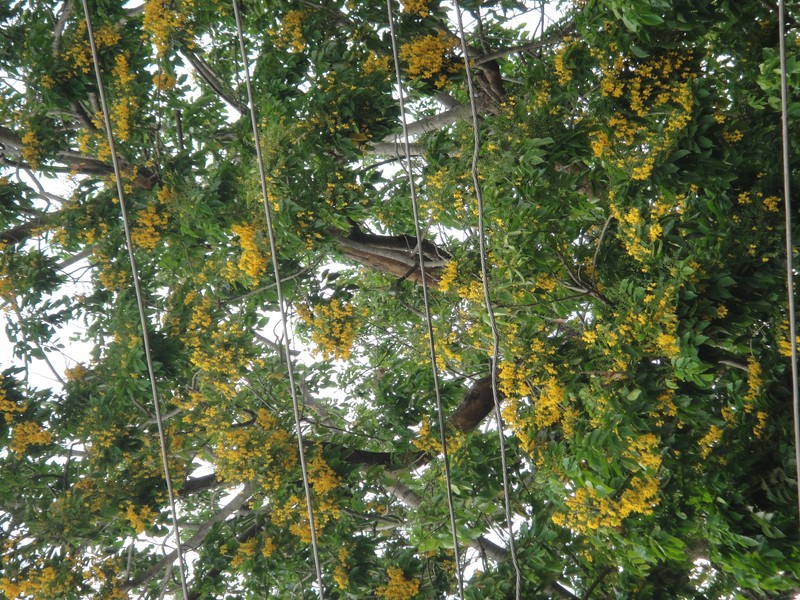 Burma Padauk photo 3