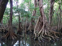 Dragonsblood Tree