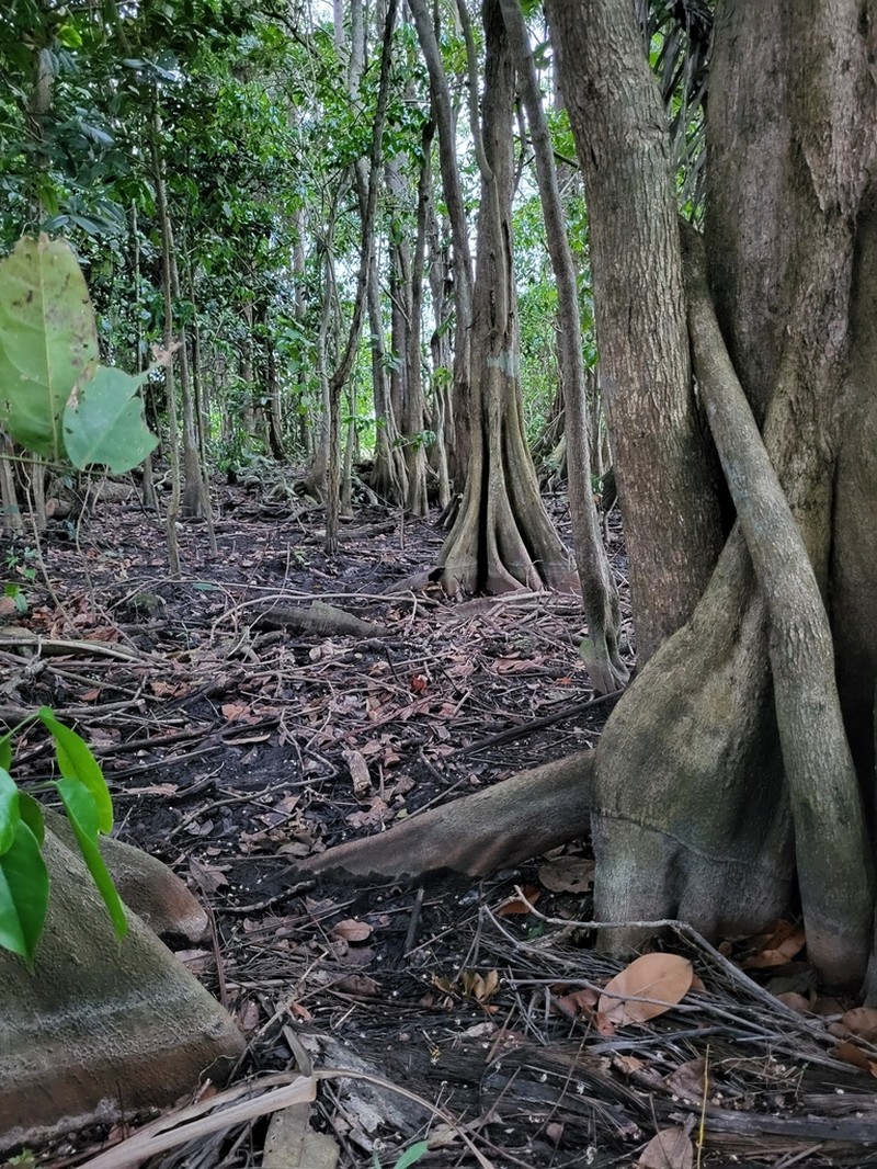 Dragonsblood Tree photo 2