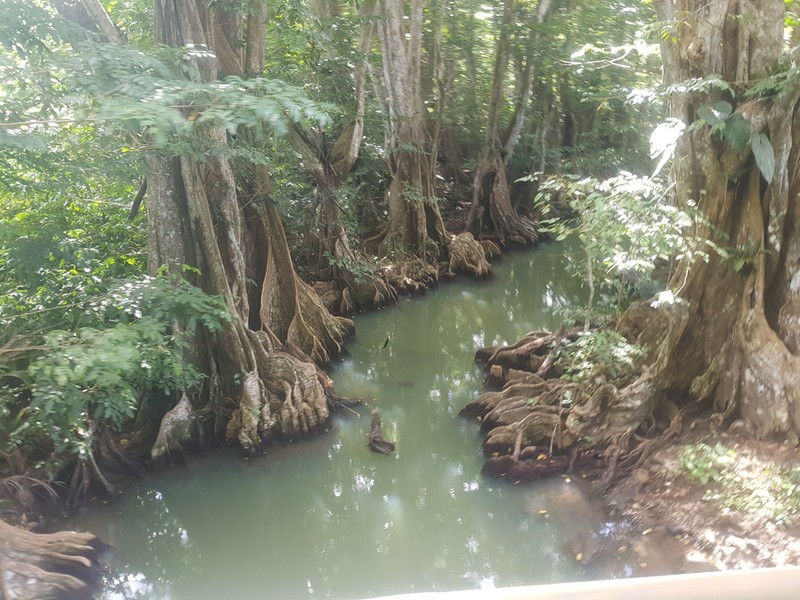 Dragonsblood Tree photo 3