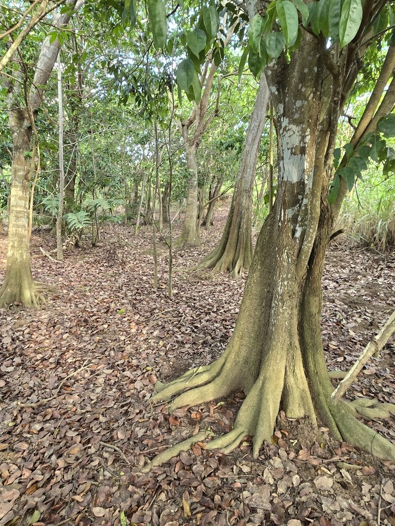 Dragonsblood Tree photo 5