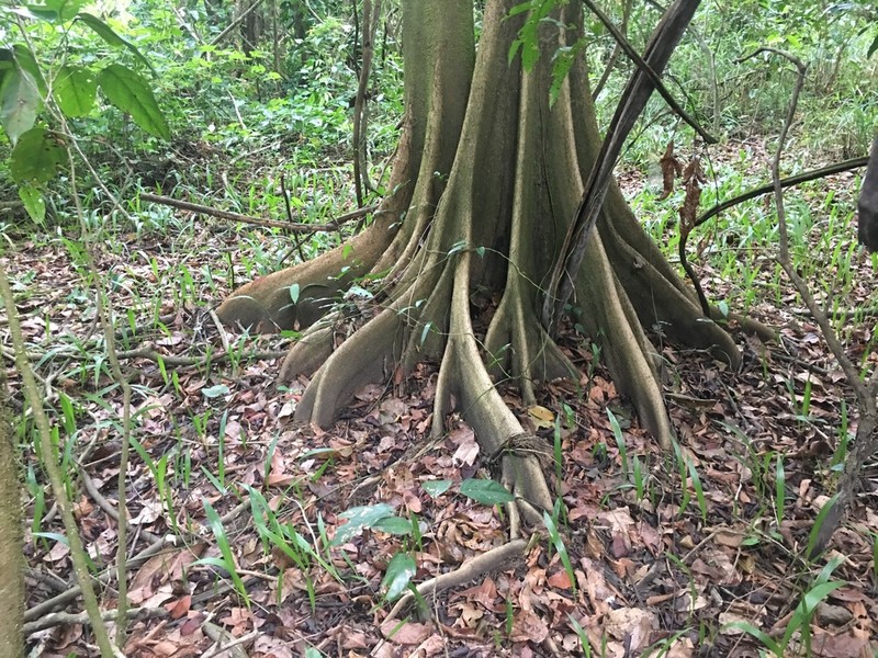 Dragonsblood Tree photo 6