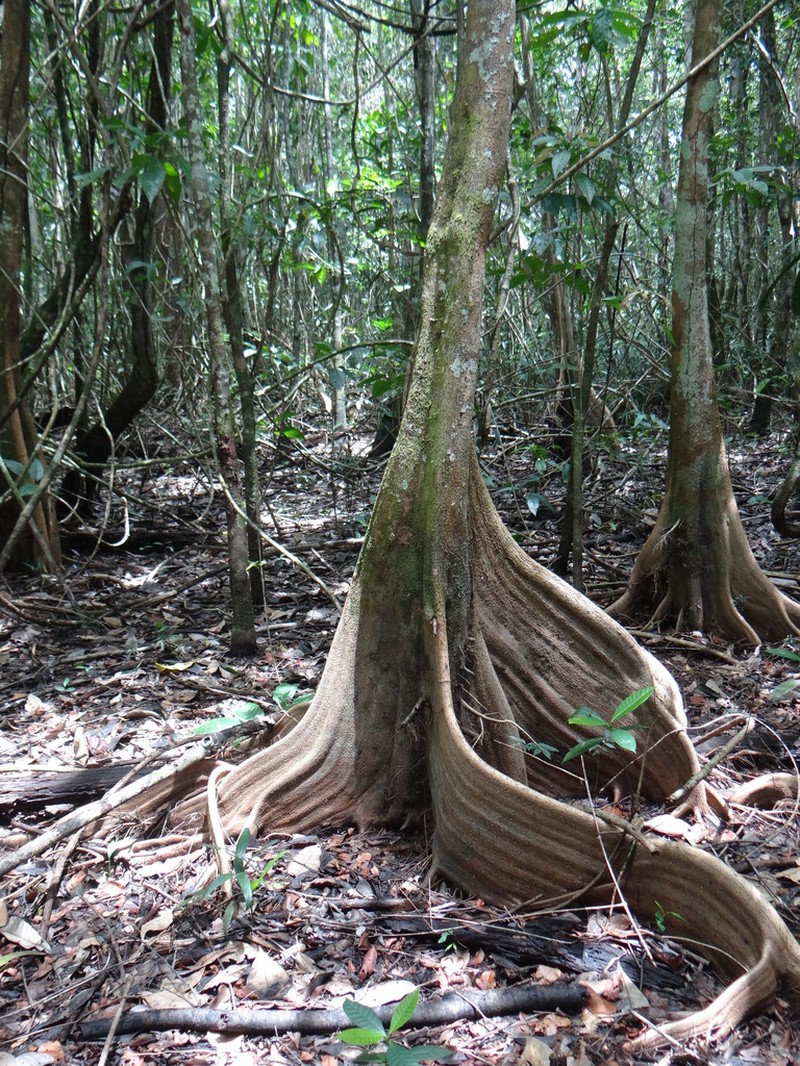 Dragonsblood Tree photo 7