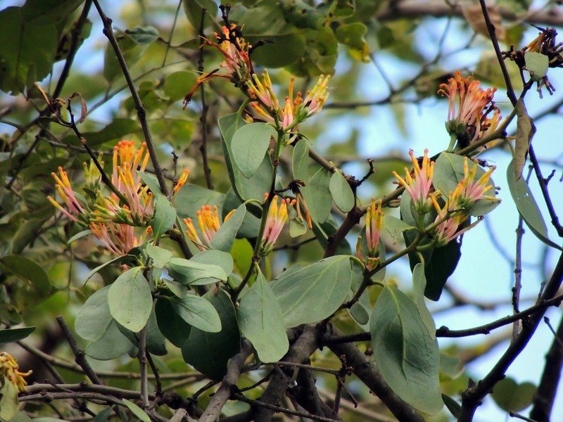 Pterocarpus rotundifolius subsp. rotundifolius