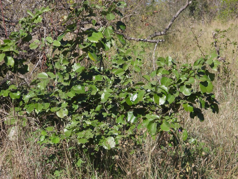 Pterocarpus rotundifolius subsp. rotundifolius photo 2