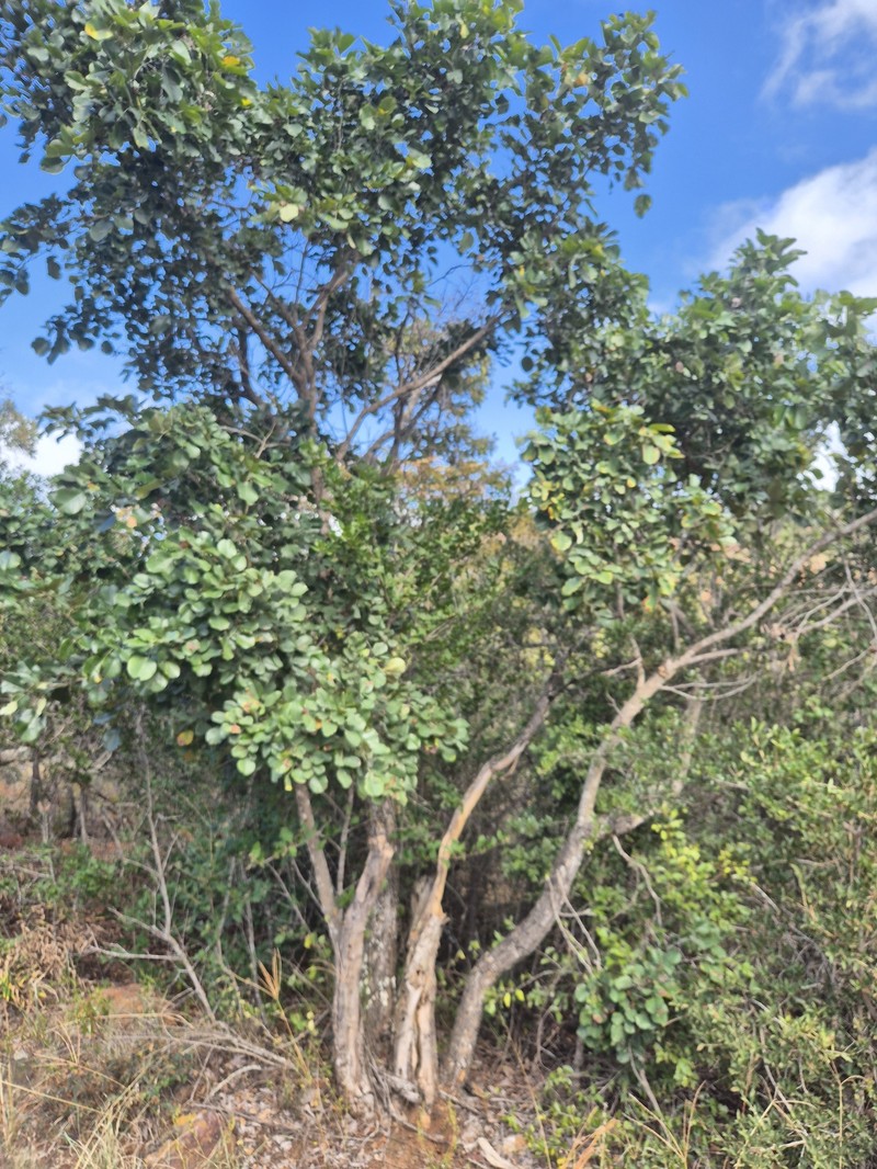 Pterocarpus rotundifolius subsp. rotundifolius photo 3