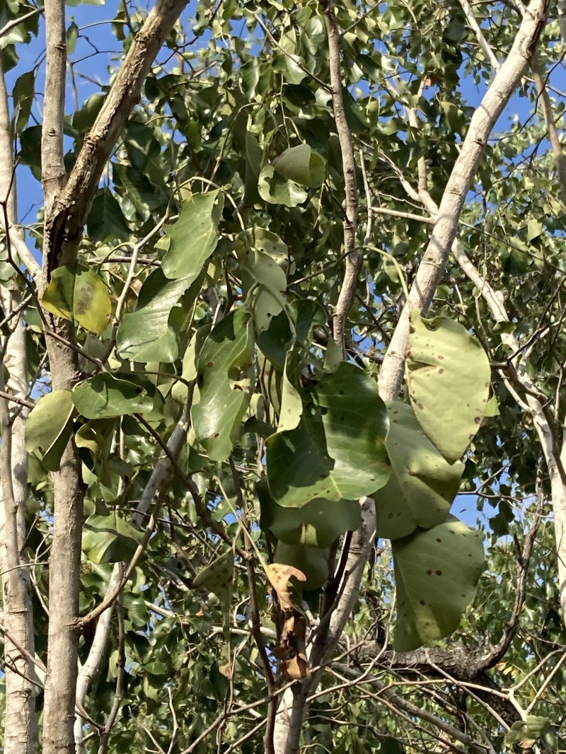 Pterocarpus rotundifolius subsp. rotundifolius photo 4