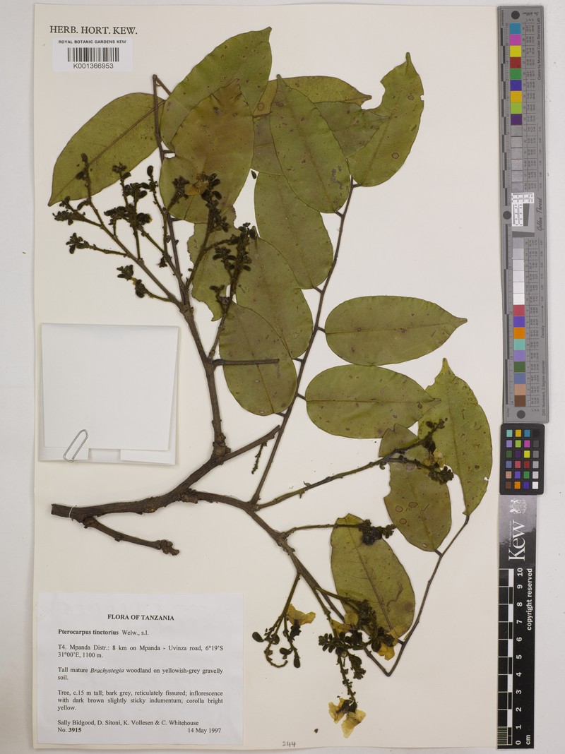 Pterocarpus tinctorius var. tinctorius