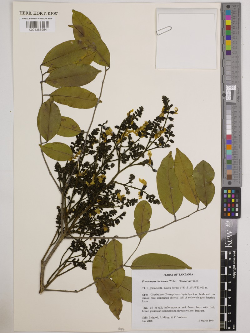 Pterocarpus tinctorius var. tinctorius photo 2
