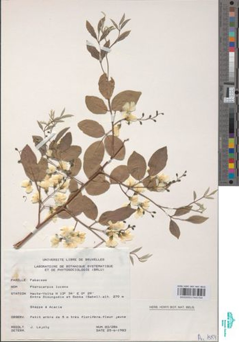 Pterocarpus tinctorius var. tinctorius photo 3