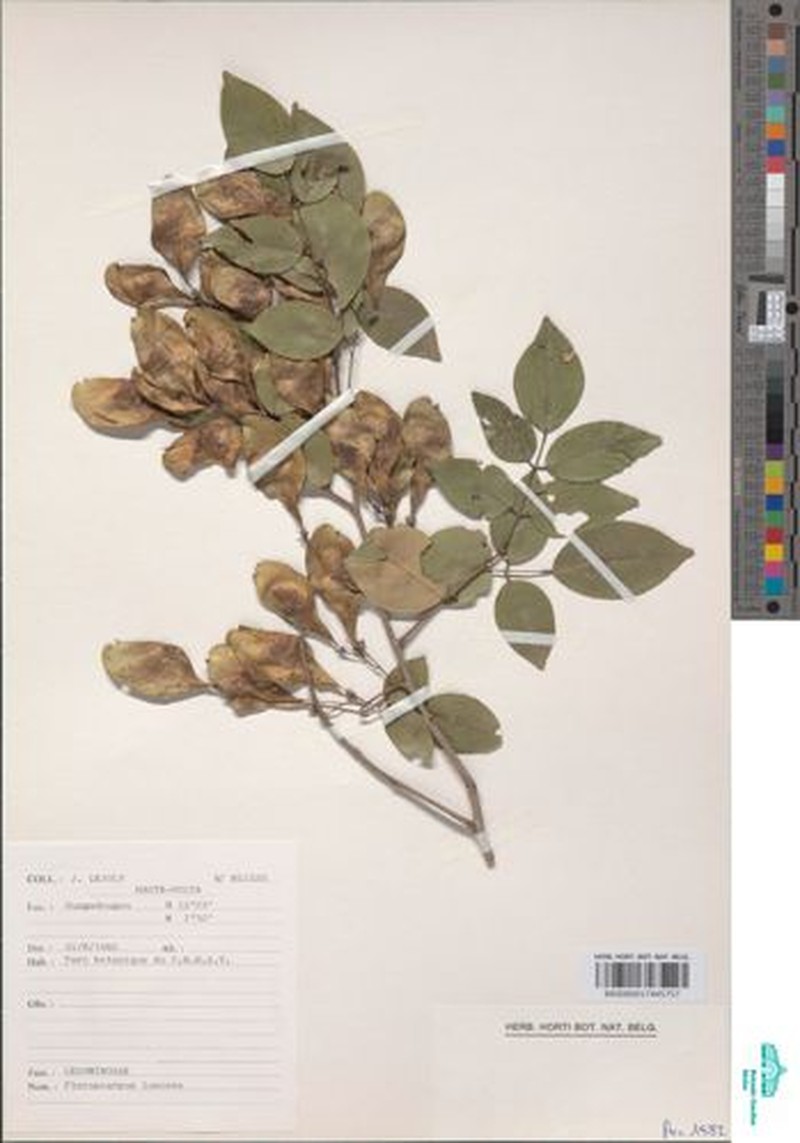 Pterocarpus tinctorius var. tinctorius photo 4
