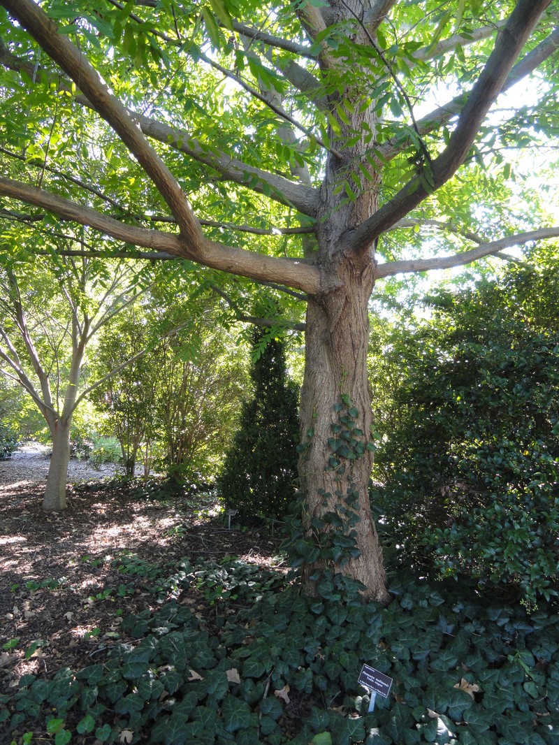 Pterocarya tonkinensis