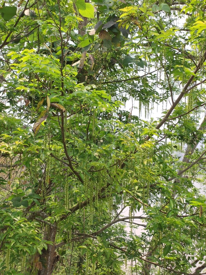 Pterocarya tonkinensis photo 3