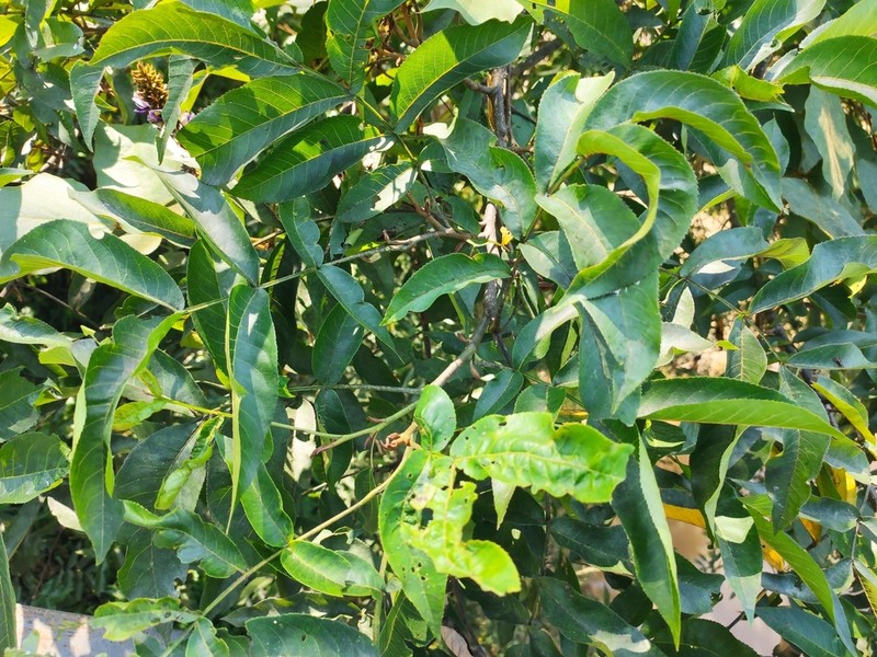 Pterocarya tonkinensis photo 4