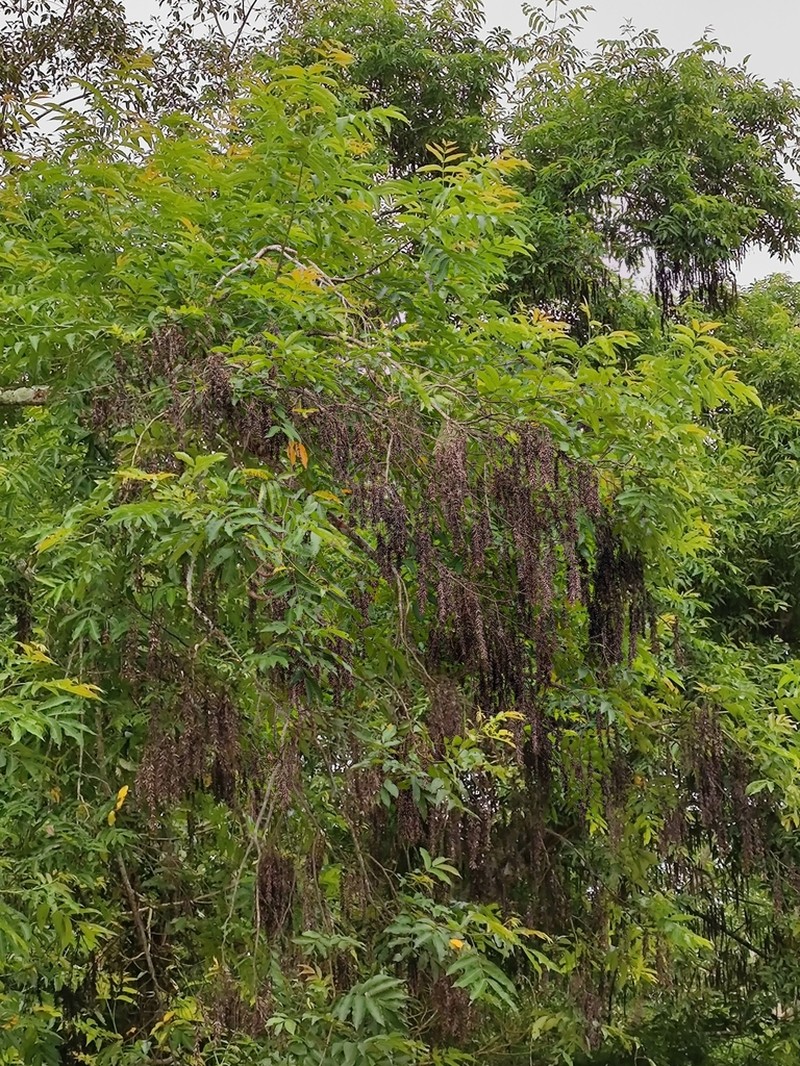 Pterocarya tonkinensis photo 5