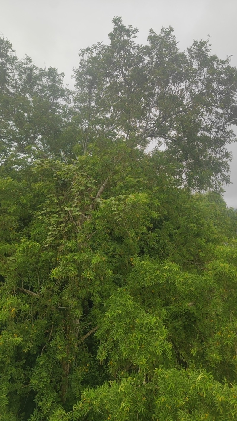 Pterocarya tonkinensis photo 7