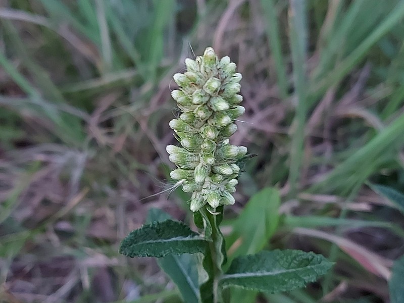 Pterocaulon alopecuroides
