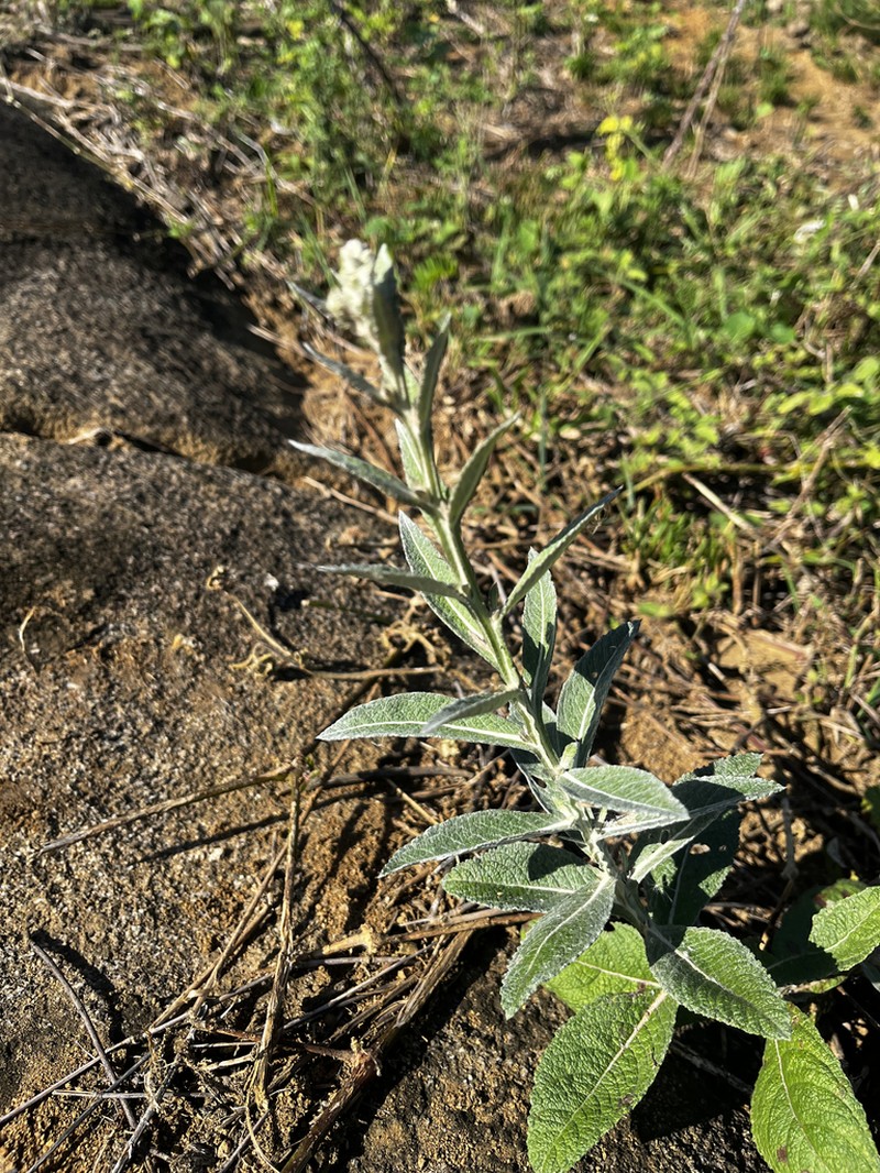 Pterocaulon alopecuroides photo 2
