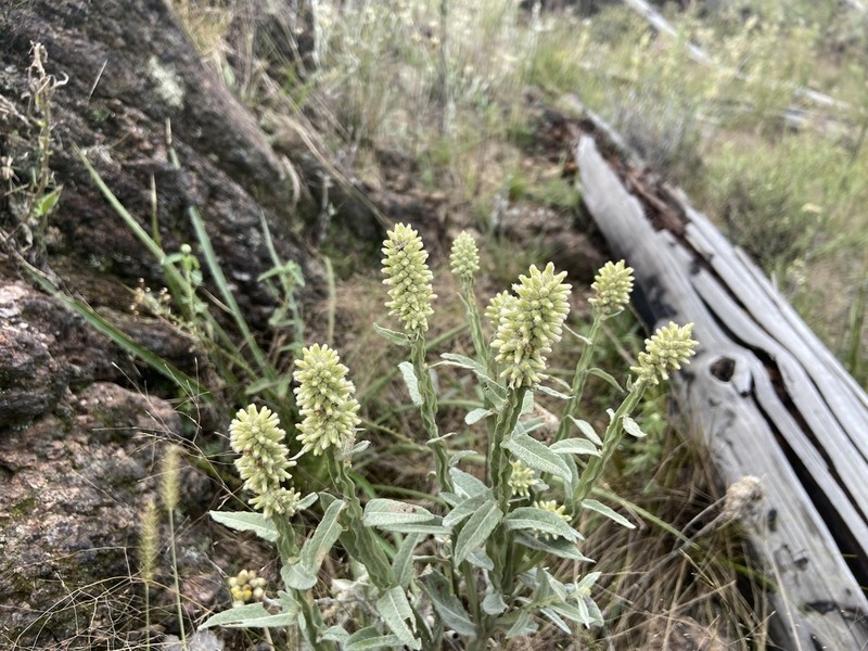Pterocaulon alopecuroides photo 3