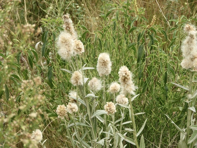 Pterocaulon alopecuroides photo 4