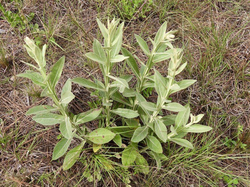 Pterocaulon alopecuroides photo 5