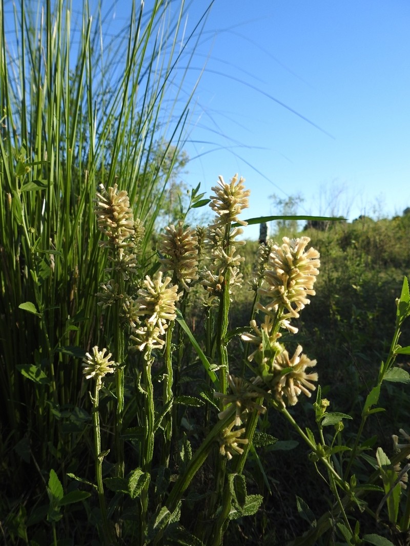 Pterocaulon alopecuroides photo 6