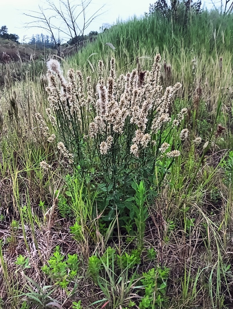 Pterocaulon alopecuroides photo 7