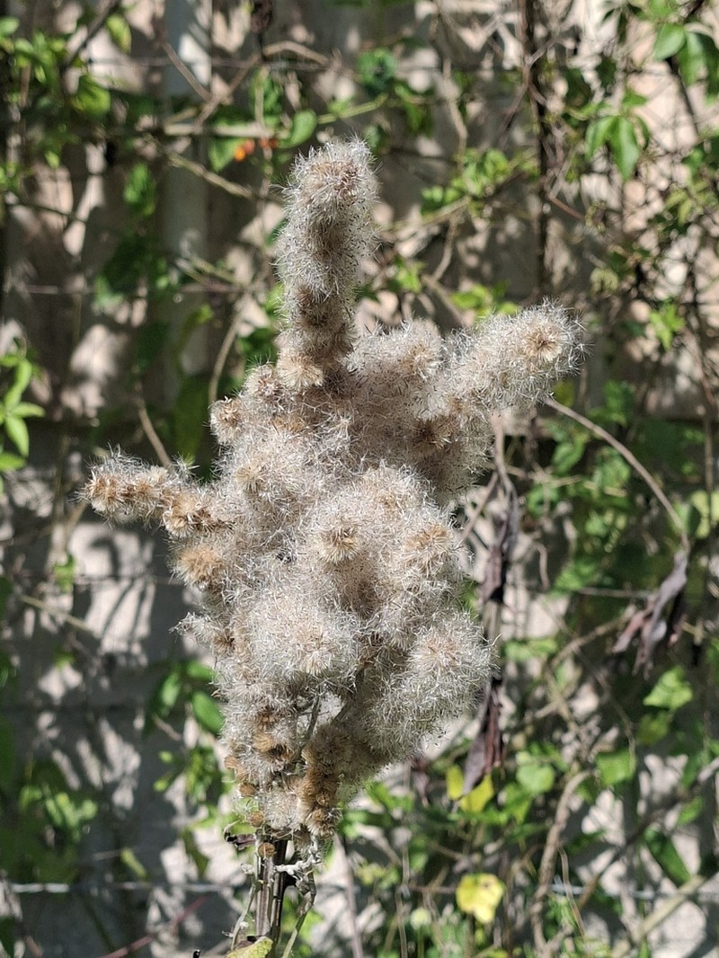 Pterocaulon alopecuroides photo 8