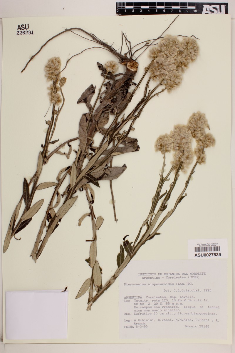 Fox-Tail Blackroot