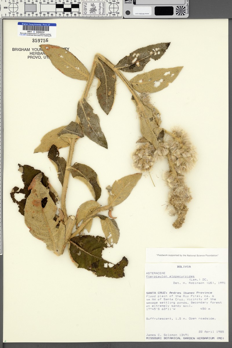 Fox-Tail Blackroot photo 2