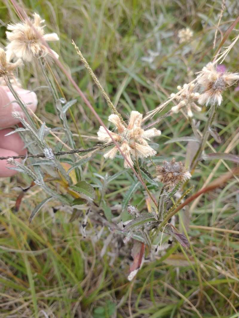 Pterocaulon angustifolium