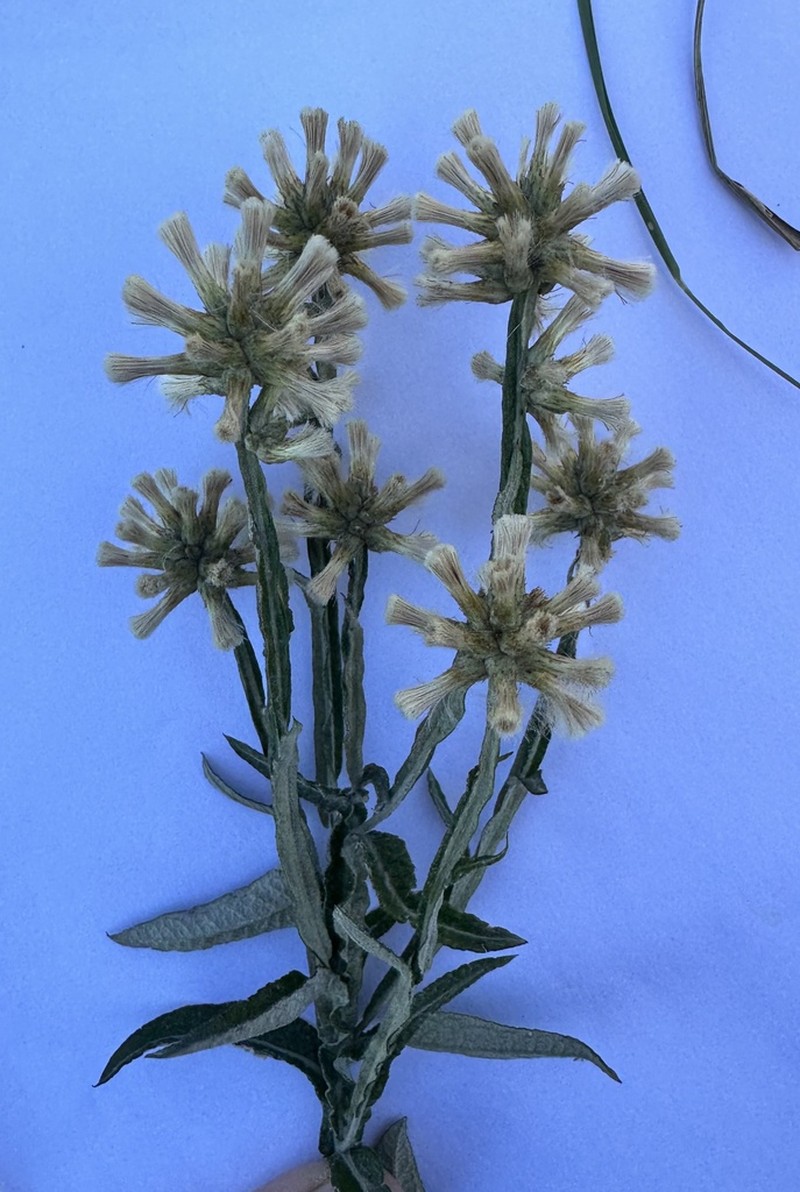 Pterocaulon angustifolium photo 2