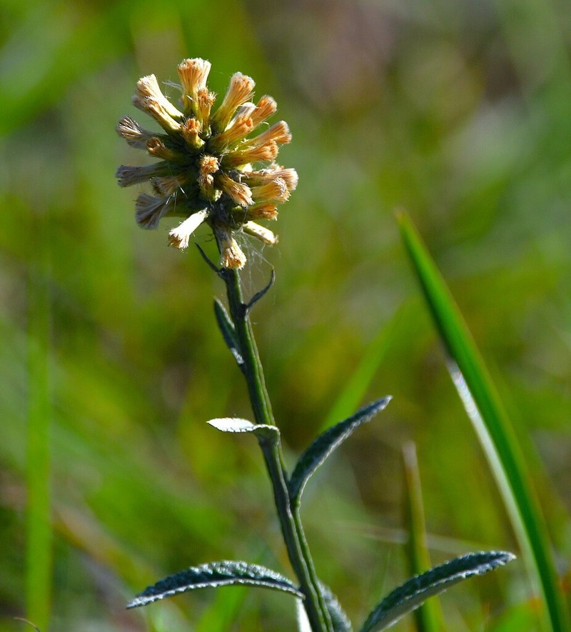 Pterocaulon angustifolium photo 3