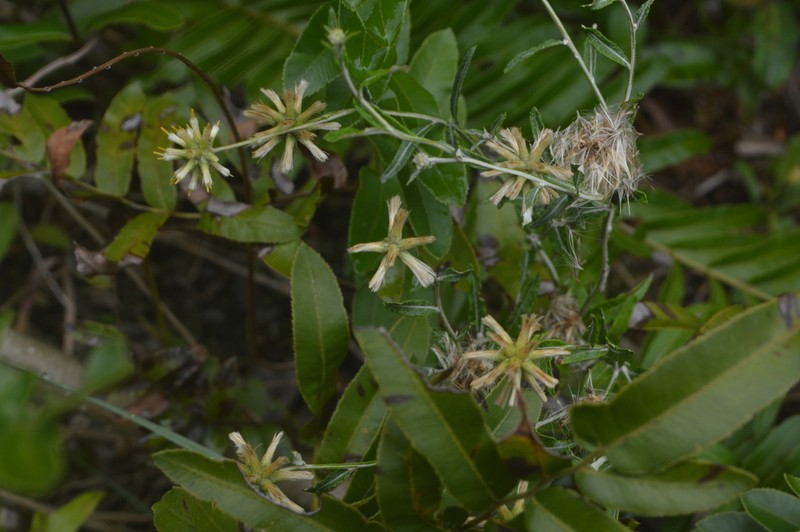 Pterocaulon angustifolium photo 4