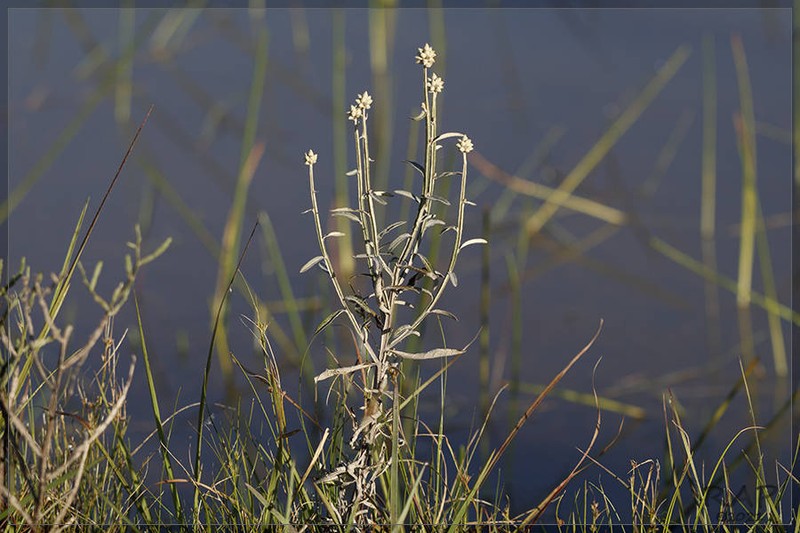 Pterocaulon angustifolium photo 5
