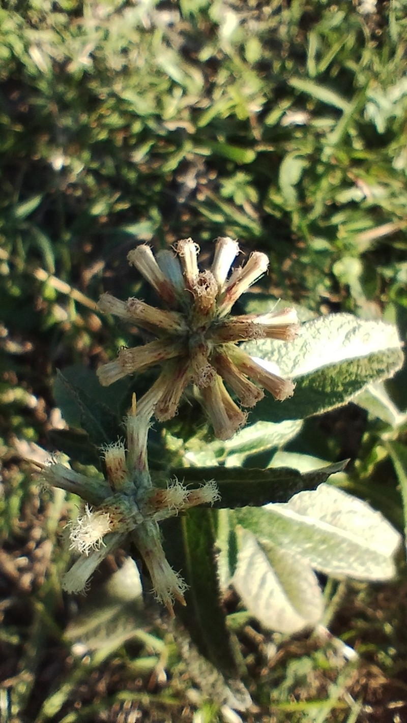 Pterocaulon angustifolium photo 6