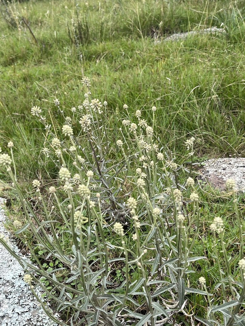 Pterocaulon angustifolium photo 7