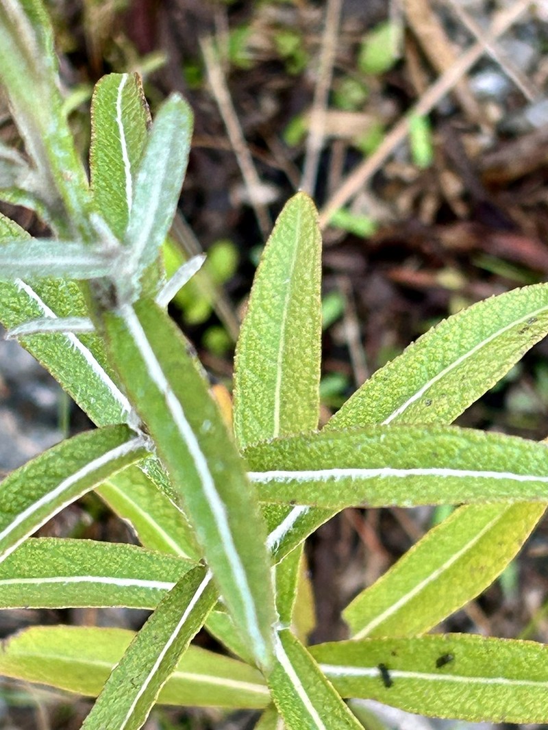 Pterocaulon angustifolium photo 8