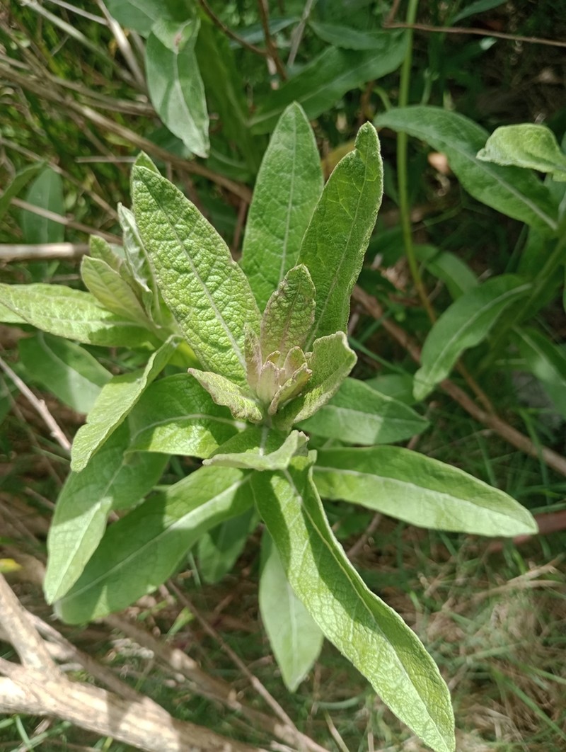 Pterocaulon balansae