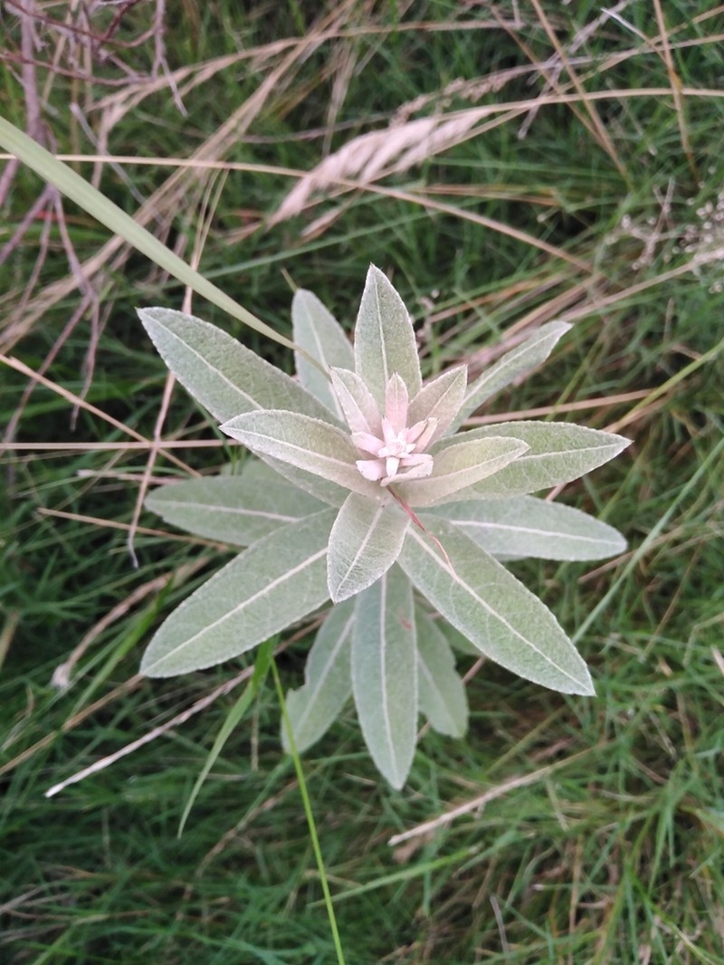 Pterocaulon balansae photo 2