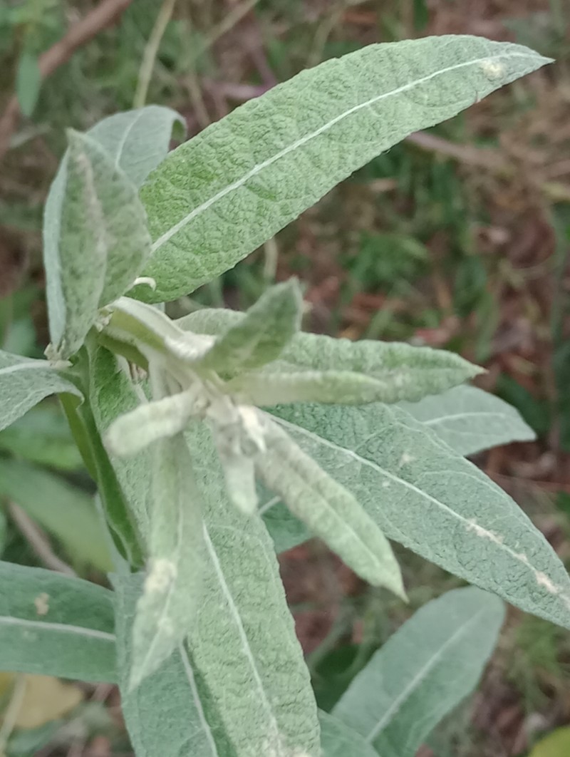 Pterocaulon balansae photo 3